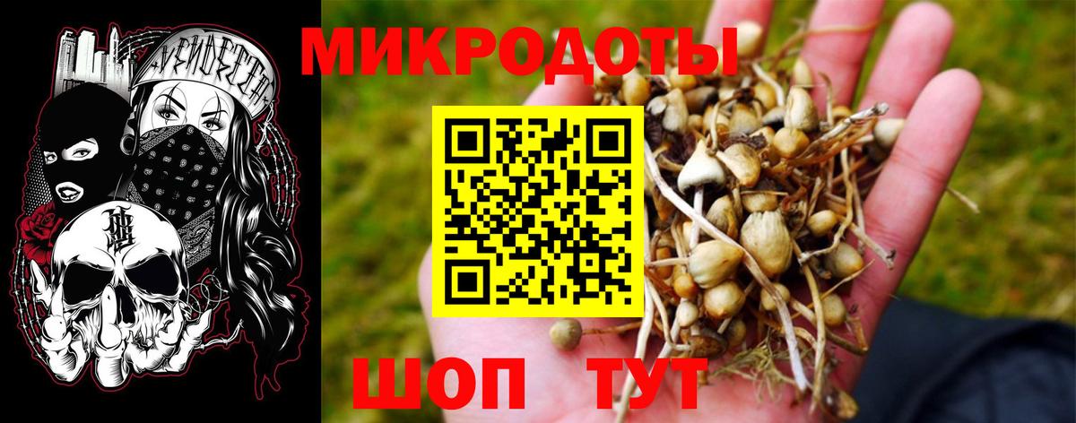 Псилоцибиновые грибы Psilocybine cubensis Сосновый Бор